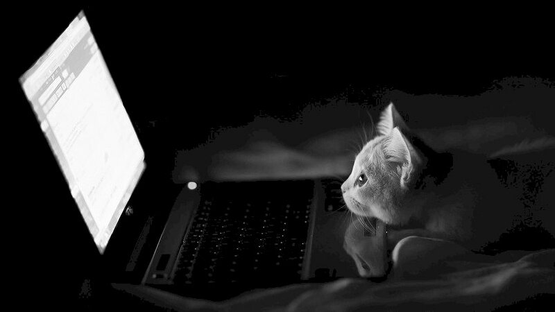 Hình ảnh mèo con hacker cute