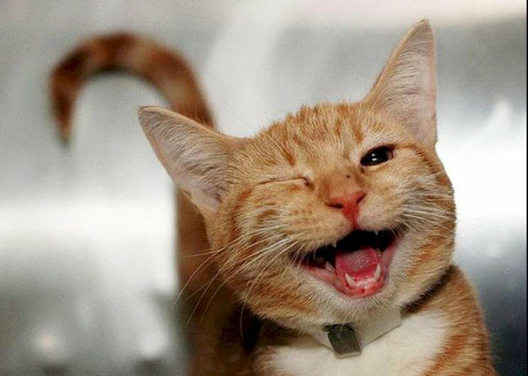 101 Ảnh Meme Mèo Cute Bựa Troll Cười Ra Nước Mắt  pgddttramtaueduvn