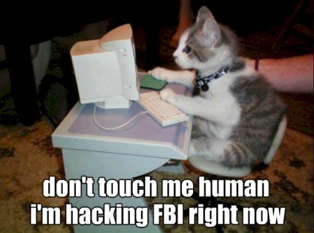 Hình ảnh mèo con hacker ngầu