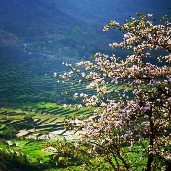 Tranh phong cảnh mùa xuân hoa nở đẹp nhất 