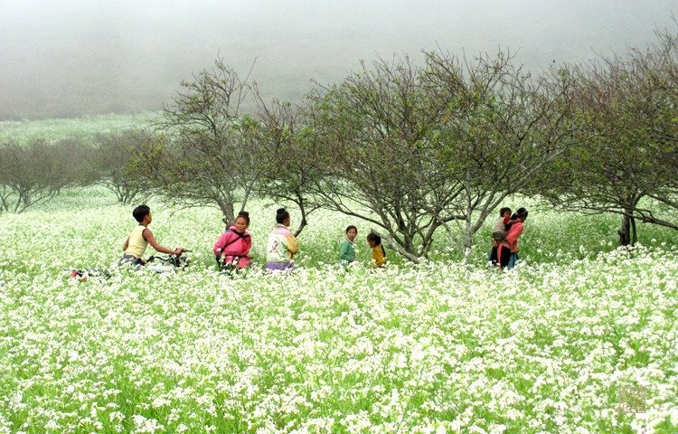 Tranh phong cảnh mùa xuân ở làng quê hoa tam giác mật nở rộ 