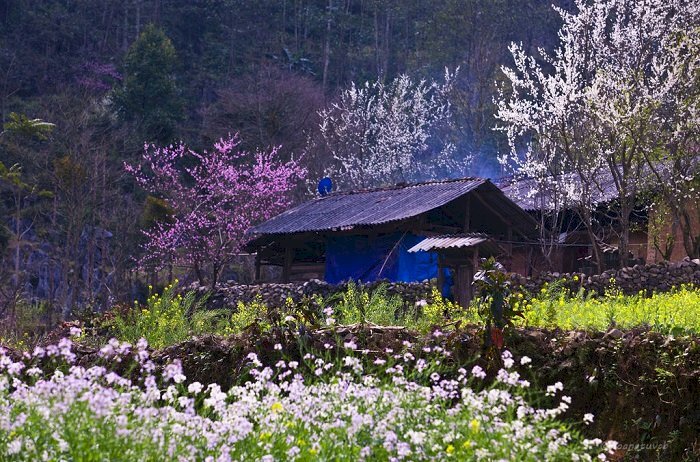 Tranh phong cảnh mùa xuân ở làng quê đẹp bình yên 
