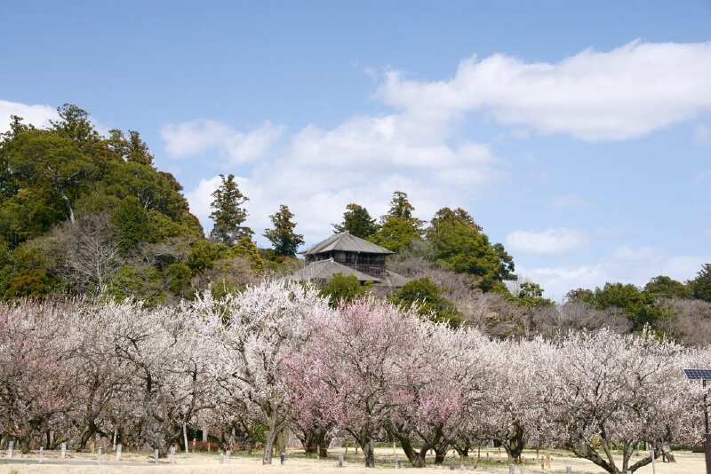 Tranh phong cảnh mùa xuân đẹp ở Nhật Bản