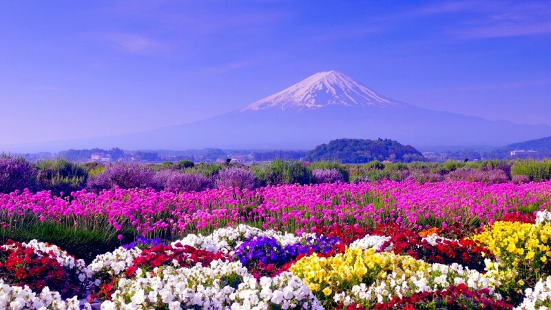Tranh phong cảnh mùa xuân hoa nở rực rỡ dưới chân núi Phú Sĩ 