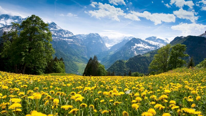 Tranh phong cảnh mùa xuân đẹp rực rỡ cánh đồng hoa vàng 