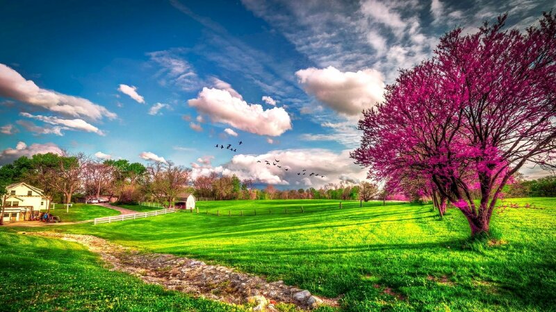 101 mẫu tranh phong cảnh mùa xuân đẹp nhất, chất lượng cao, tải miễn phí
