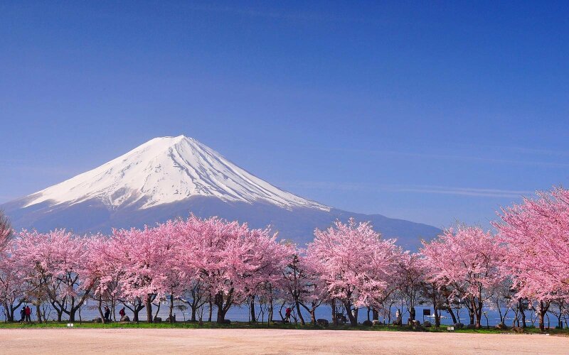 Tranh phong cảnh mùa xuân đẹp núi Phú Sĩ 