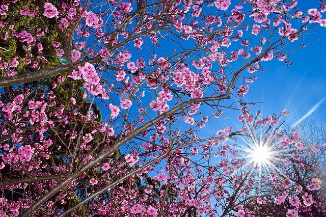 Tranh phong cảnh mùa xuân đẹp núi Phú Sĩ 