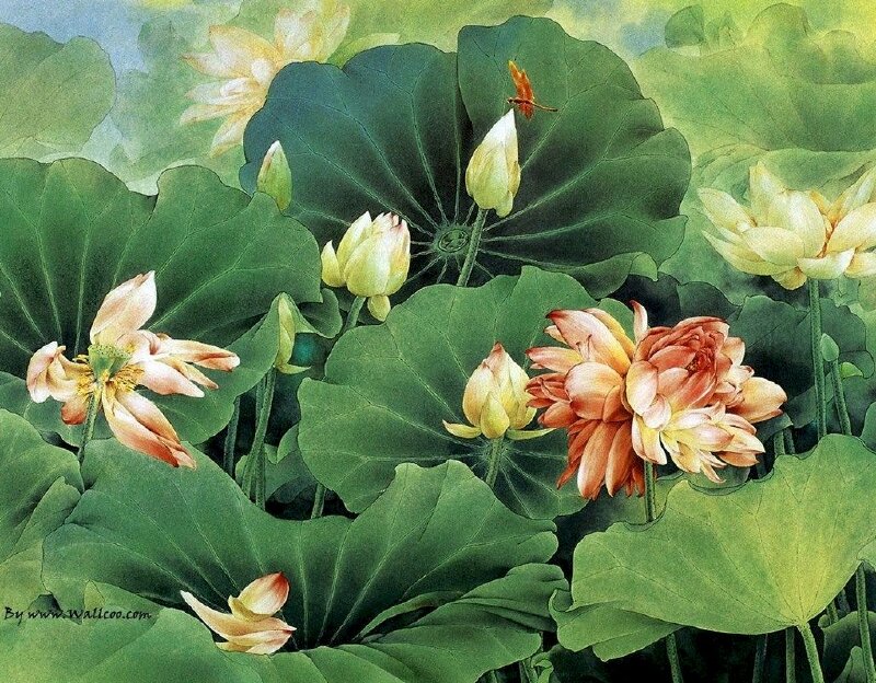 Tranh phong cảnh hoa sen hồng, sen trắng, búp sen chen chúc nhau