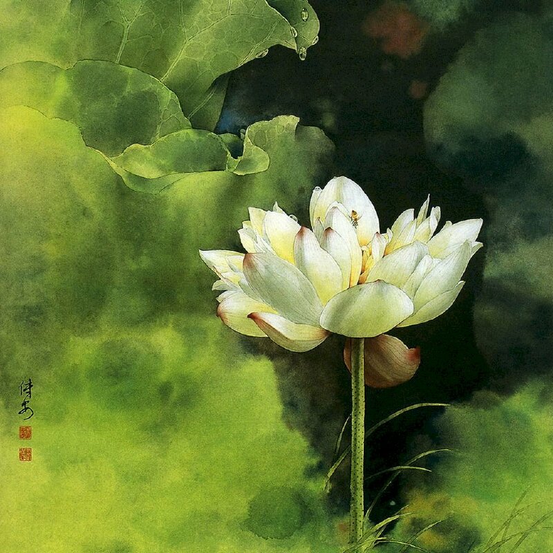 Tranh phong cảnh hoa sen trắng đơn giản
