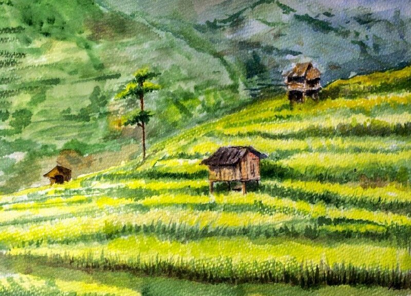 Tranh vẽ phong cảnh ruộng bậc thang mùa lúa chín vàng