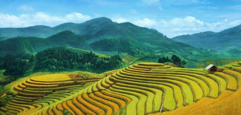 Tranh sơn dầu vẽ phong cảnh ruộng bậc thang làm tranh treo tường trang trí không gian phòng khách thêm sang trọng