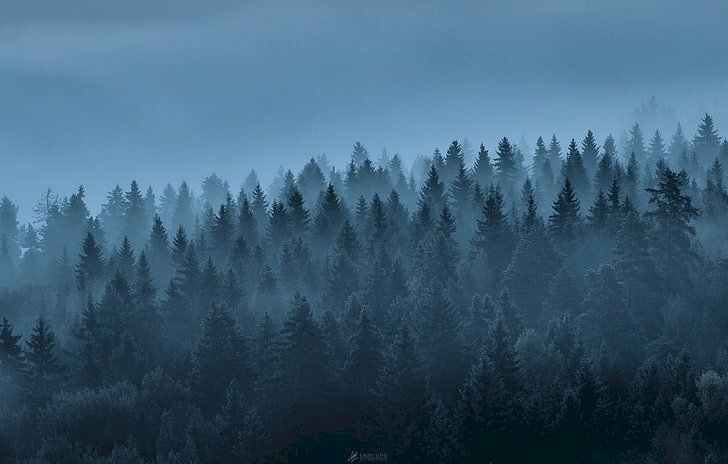 Tranh phong cảnh rừng cây rậm rạp 