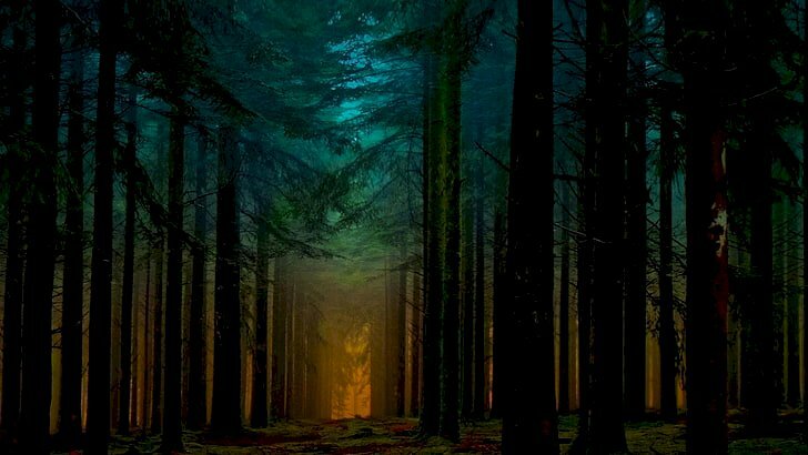 Tranh phong cảnh rừng cây thông rậm rạp 