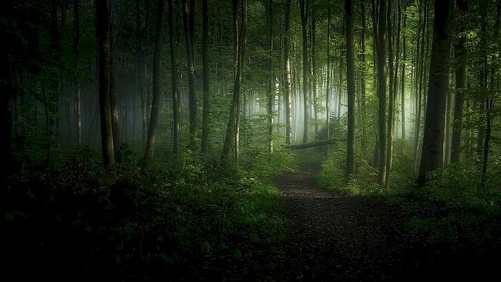 Tranh phong cảnh rừng cây xanh rậm rạp 