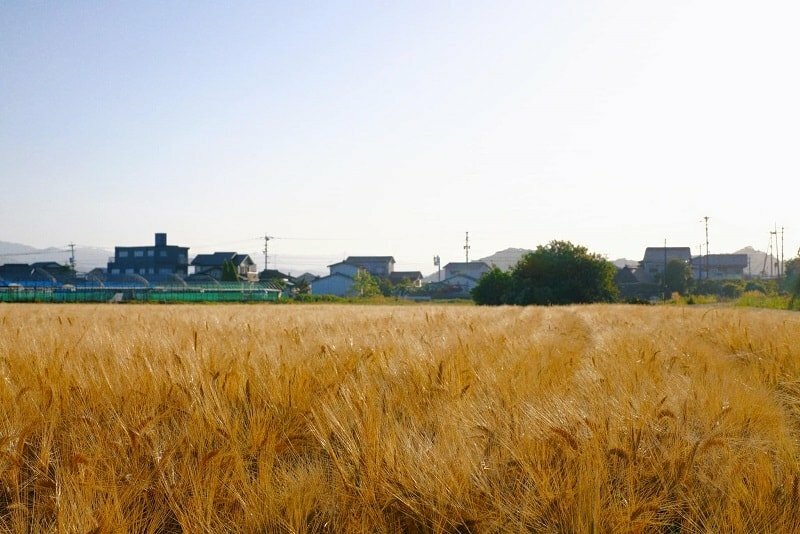 Tranh phong cảnh cánh đồng lúa mạch chín vàng ở Nhật Bản 