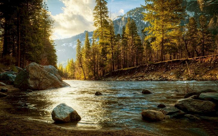 Tranh phong cảnh rừng cây suối chảy đón nắng 