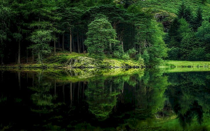 Tranh phong cảnh rừng cây xanh mát có suối chảy ngang qua