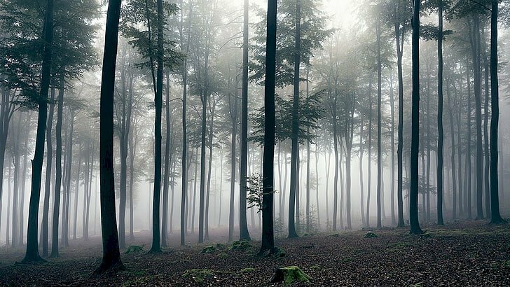 Tranh phong cảnh rừng cây đơn giản có sương mù vào sáng sớm