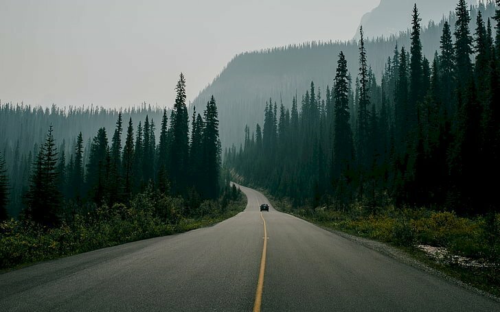 Tranh phong cảnh rừng cây có con đường đơn giản đẹp 