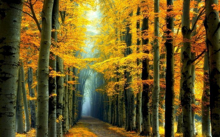 Tranh phong cảnh rừng cây lá vàng tuyệt đẹp