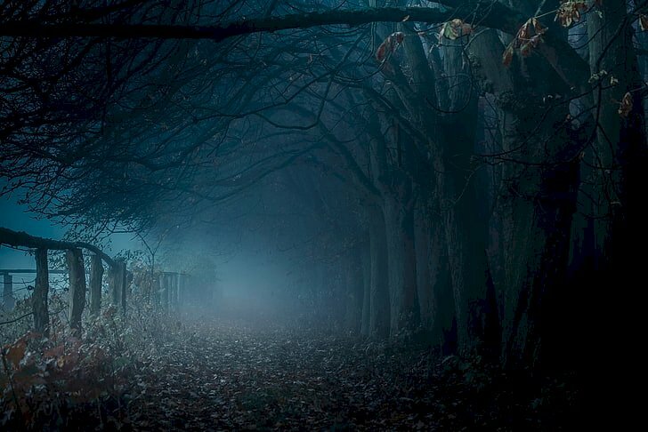 Tranh phong cảnh rừng cây buồn đẹp