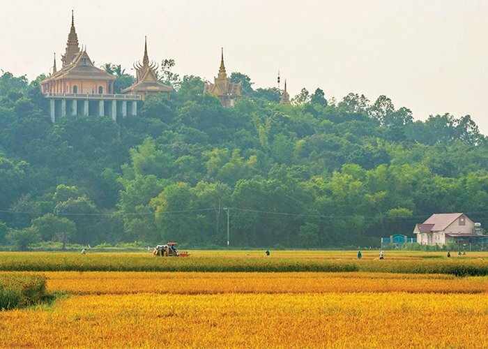 Tranh phong cảnh đồng lúa vàng ở tỉnh An Giang Việt Nam