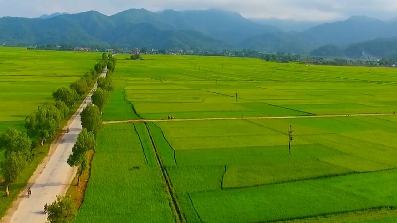 Tranh phong cảnh ruộng lúa bao la cò bay thẳng cánh