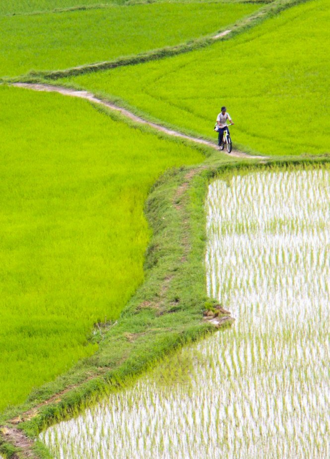 Tranh phong cảnh ruộng lúa xanh ngát dọc con đường làng quê nhỏ