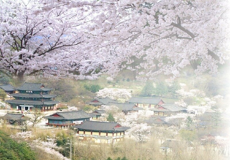 101 mẫu tranh phong cảnh Hàn Quốc đẹp nhất, chất lượng cao, tải miễn phí