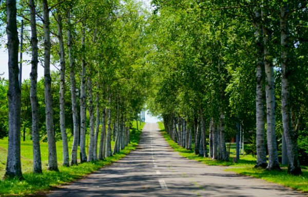 Tranh dán tường, treo tường trang trí phong cảnh hảng cây đẹp