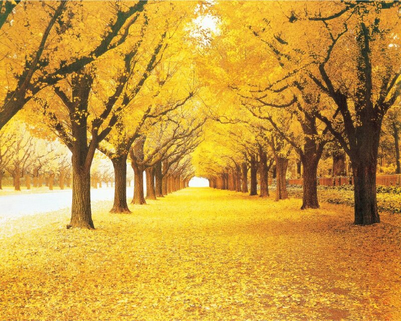 Tranh phong cảnh hàng cây 3D đẹp