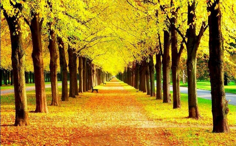  Tranh phong cảnh hàng cây mùa thu lá vàng làm tranh dán tường trang trí tuyệt đẹp