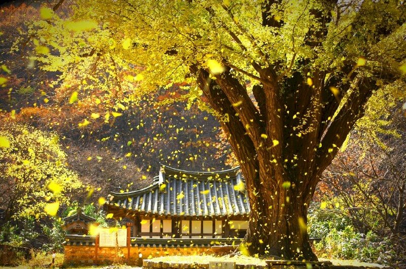 Đẹp ngỡ ngàng mùa thu Hàn Quốc