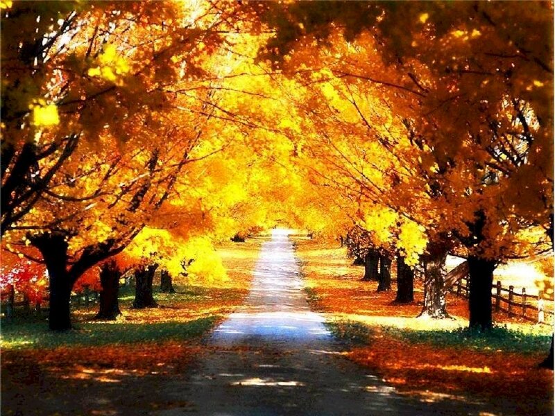 Con đường bình yên ngập sắc đỏ và vàng của mùa thu làm tranh treo tường đẹp mắt