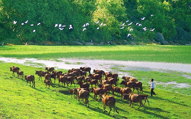 Tranh phong cảnh một làng quê Ninh Bình thật mộc mạc, giản dị mà tuyệt đẹp với hình ảnh cánh cò, đàn trâu