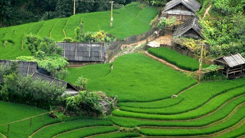 Tranh phong cảnh Sapa nơi ngôi làng nhỏ trên một con đồi ruộng bậc thang