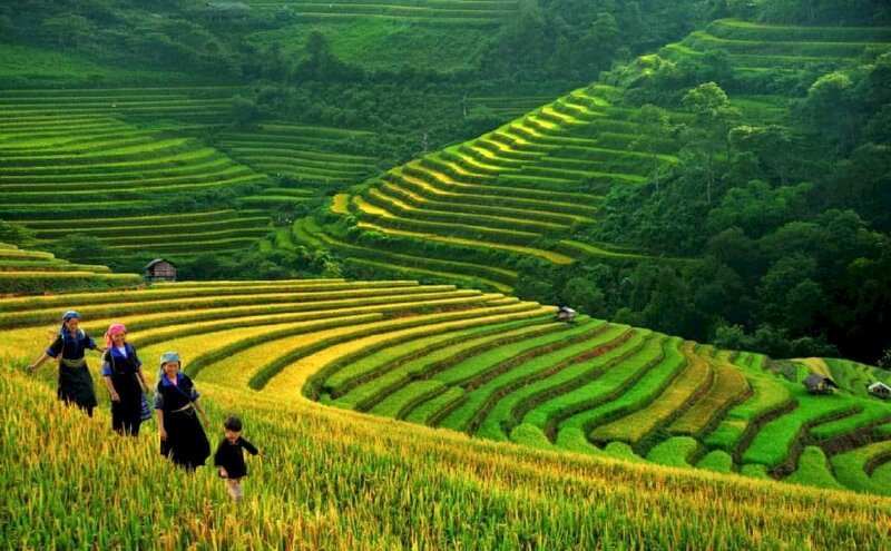 Tranh phong cảnh Sapa những ngày hè mẹ và con cùng nhau lên rẫy