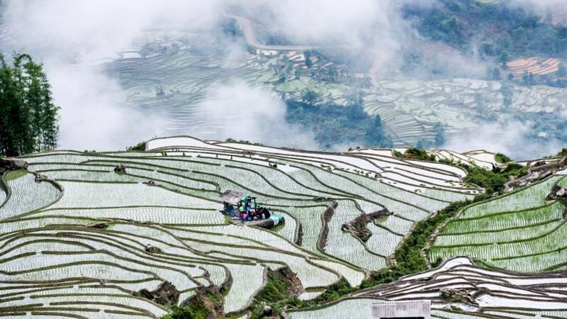 Tranh phong cảnh Sapa mùa lúa mới