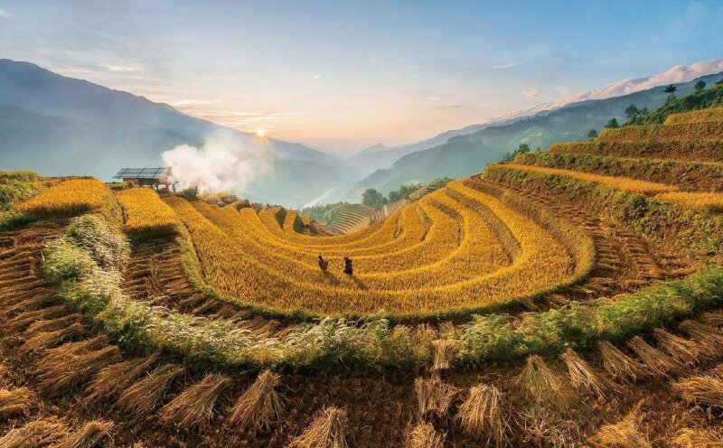 Tranh phong cảnh Sapa mùa lúa chín