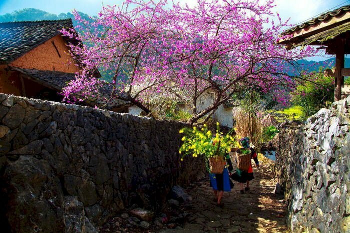 Tranh phong cảnh Sapa dưới nắng Xuân