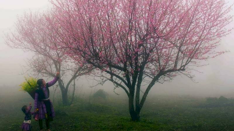 Tranh phong cảnh Sapa tuyệt đẹp dưới trời sương sớm của mùa Xuân