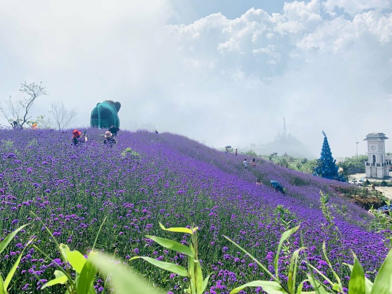 Tranh phong cảnh Sapa cánh đồng hoa tím tuyệt đẹp