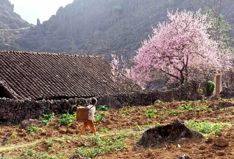 Tranh phong cảnh Sapa bé gái nhỏ mang gùi trên lưng lên rẫy dưới nắng Xuân