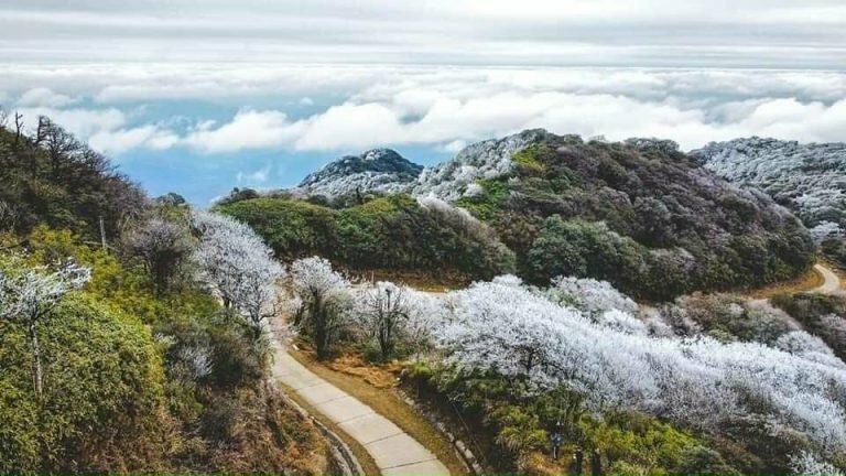 Tranh phong cảnh những tán cây phủ tuyết trắng ở Sapa