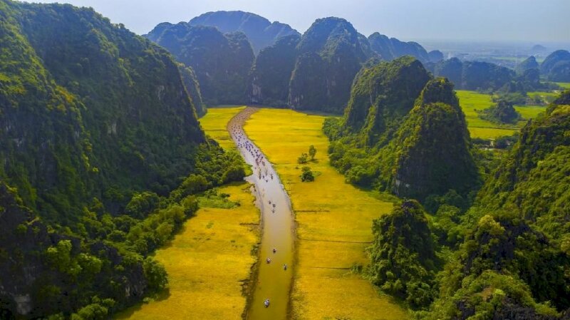 Tranh phong cảnh Tam Cốc mùa lúa chín tuyệt đẹp