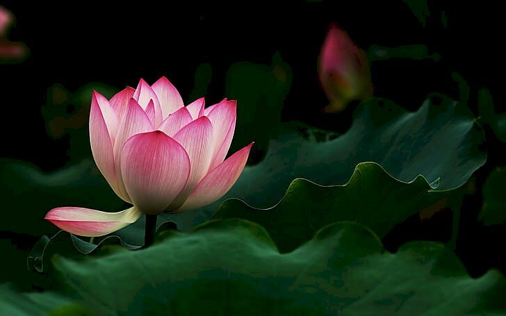 Tranh dán tường hoa sen chất lượng cao 