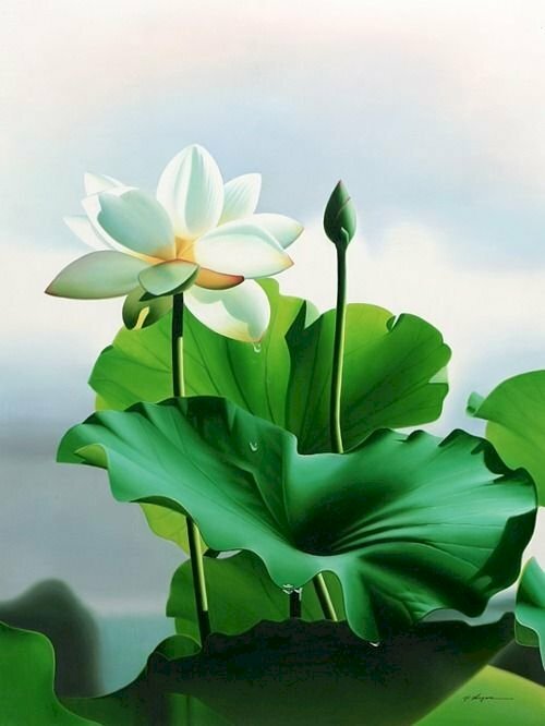 Tranh canvas hoa sen trắng nở khoe sắc