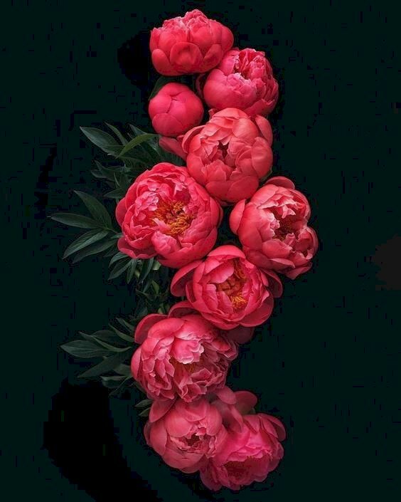 Tranh canvas hoa mẫu đơn sắc thắm đỏ trên nền đen 