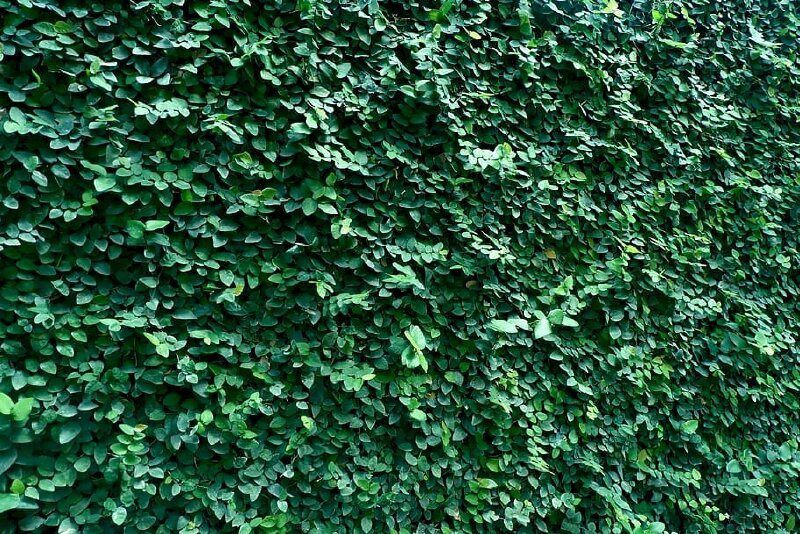 Tranh dán tường cây lá xanh ngát 